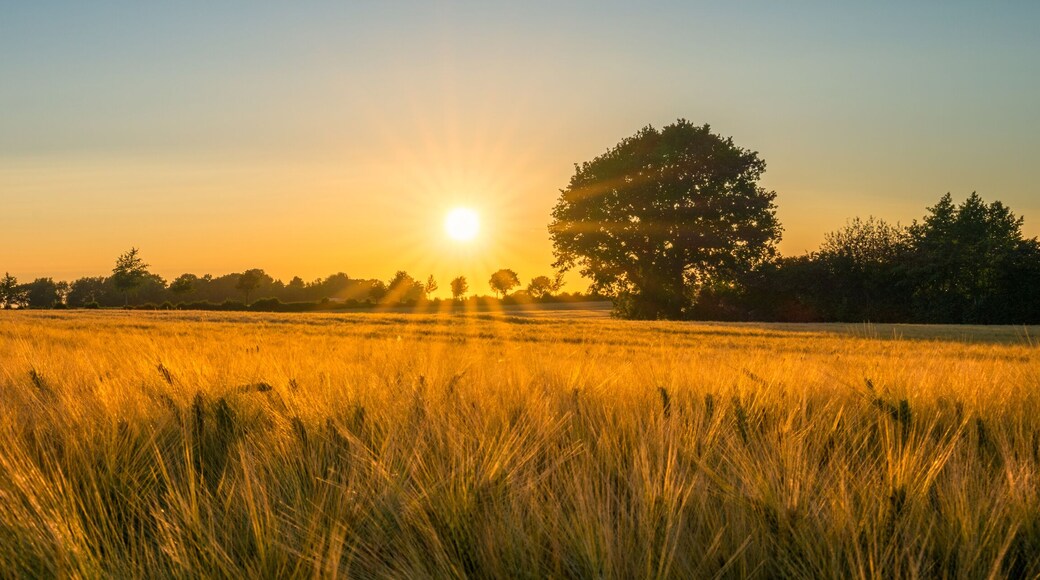 field of barley in the sunset