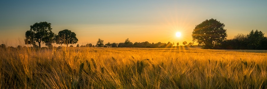 field of barley in the sunset