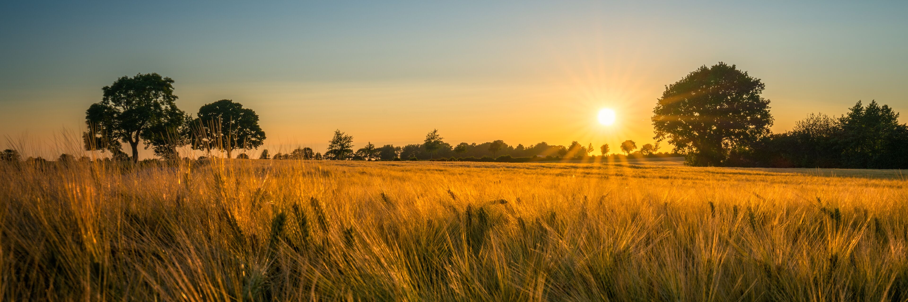 A golden wheat field with trees silhouetted against a sunset.