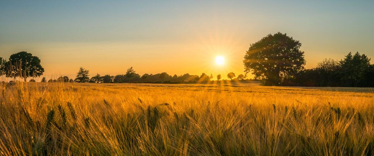 A golden wheat field with trees silhouetted against a sunset.