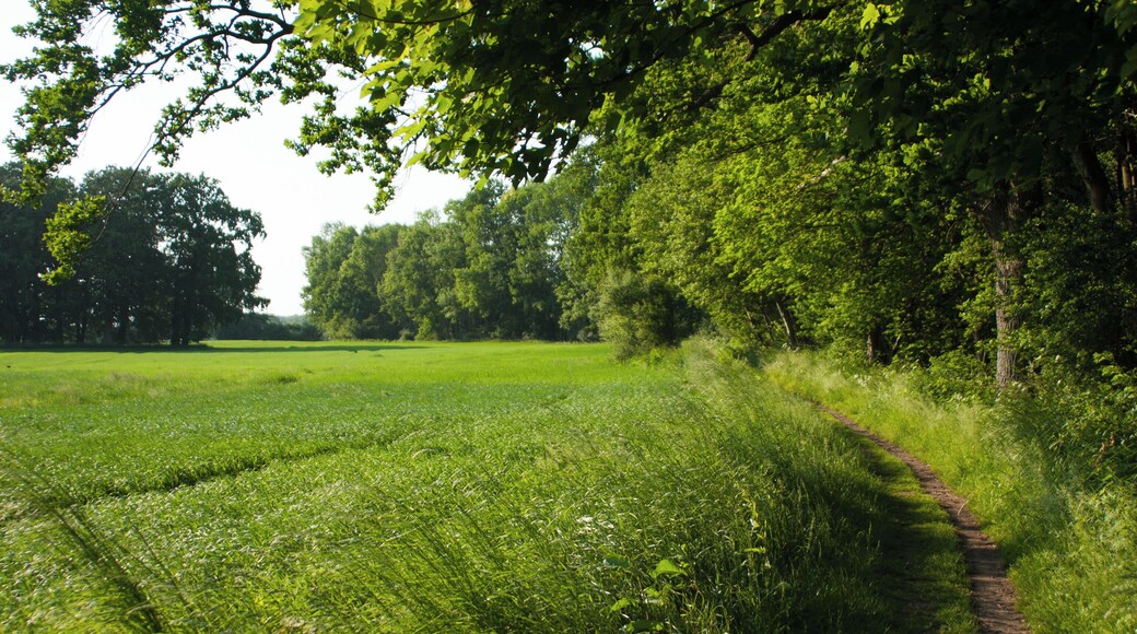 Wanderweg am Windebyer Noor Blickrichtung Norden