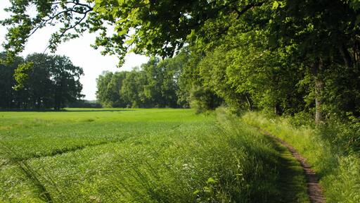 Wanderweg am Windebyer Noor Blickrichtung Norden