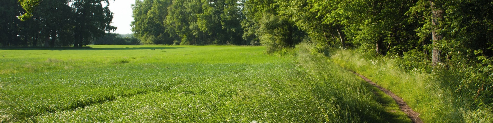 Wanderweg am Windebyer Noor Blickrichtung Norden