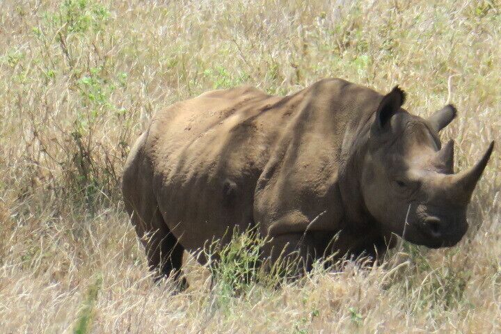 #OnTheRoad
What a special day this was for me ❤️
White Rhinos 🦏 only two maintained under 24 hour armed guard in Kenya.

Lewa Safari Camp
