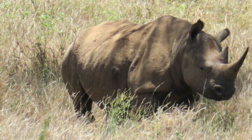 #OnTheRoad
What a special day this was for me ❤️
White Rhinos 🦏 only two maintained under 24 hour armed guard in Kenya.
Lewa Safari Camp