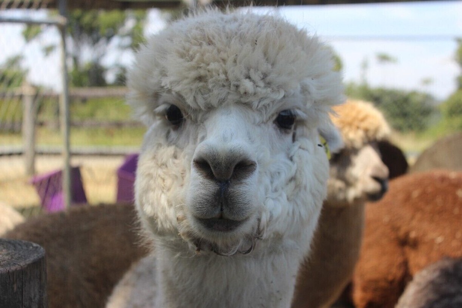 Fun place to feed alpacas while exploring the region. The cafe also has a shop for souvenirs and you can buy food to feed the alpacas. Be careful though - they spit!