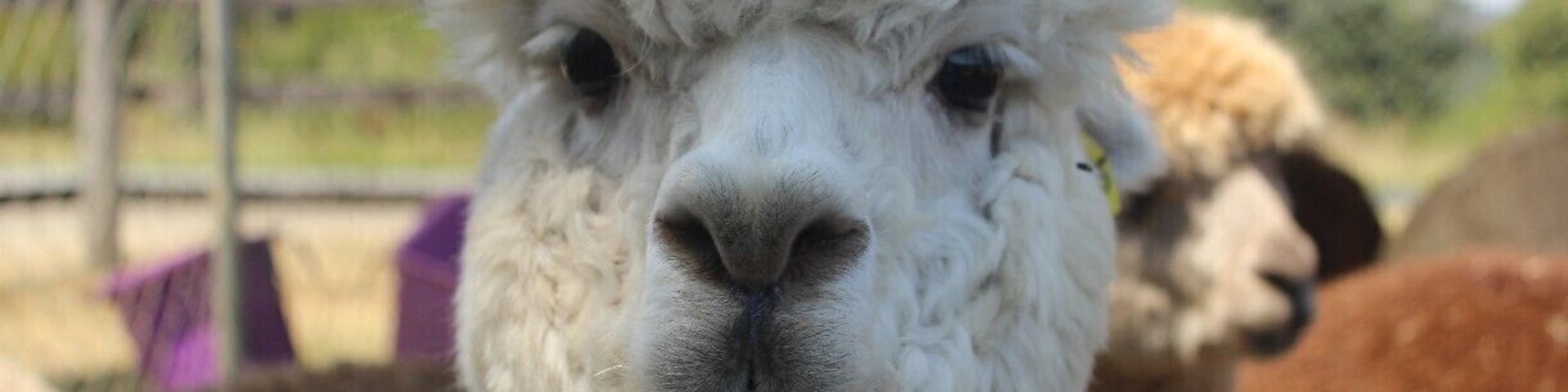 Fun place to feed alpacas while exploring the region. The cafe also has a shop for souvenirs and you can buy food to feed the alpacas. Be careful though - they spit!