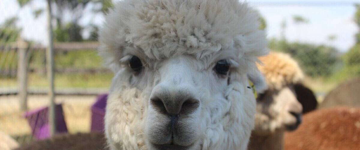 A close-up of a white alpaca with a fluffy coat.