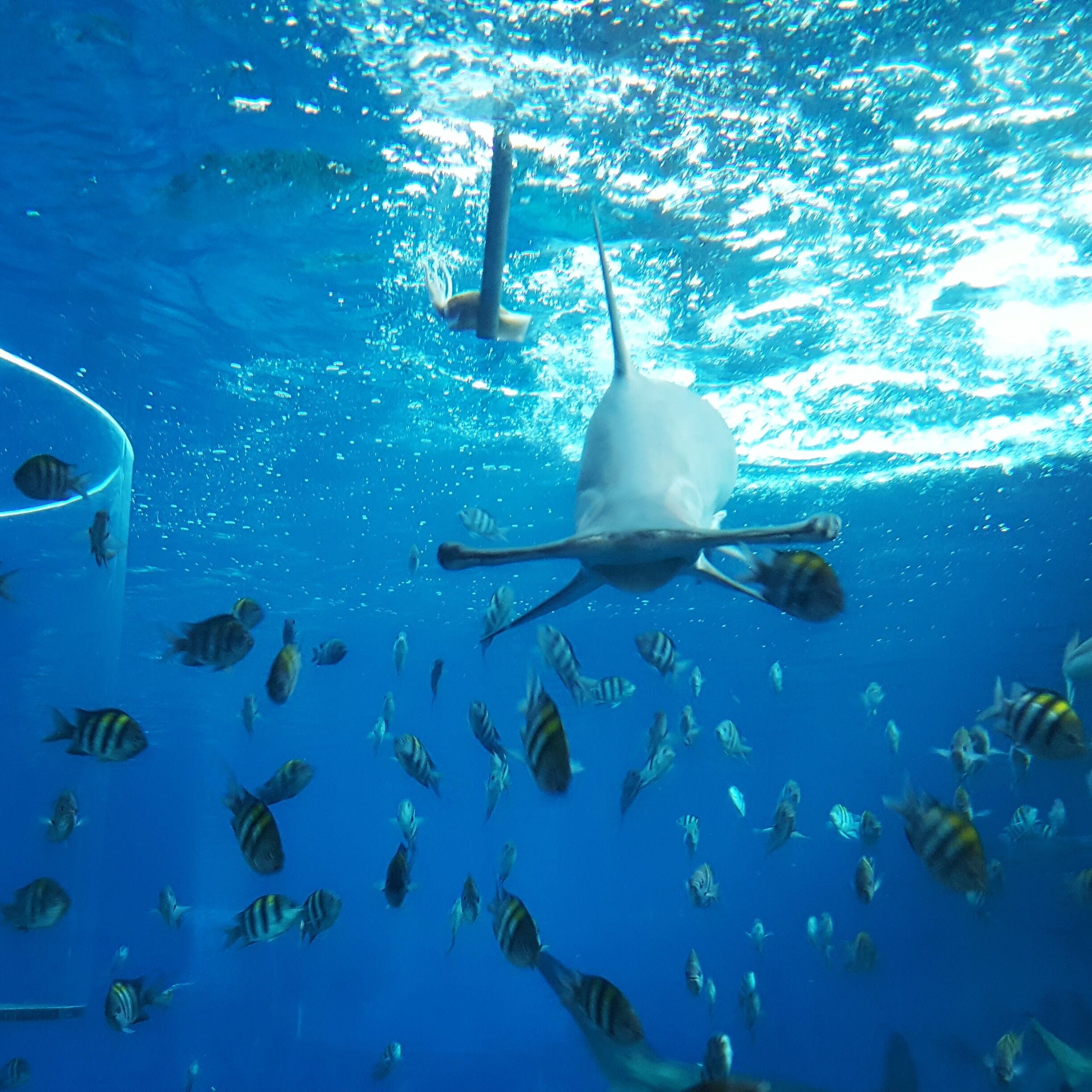 At Shark Encounters in Adventure Cove, take the flight of stairs down to catch the shark feeding that occurs in specified intervals throughout the day. 
You're actually looking into the tank in SEA Aquarium! First class views without having to go into SEA.