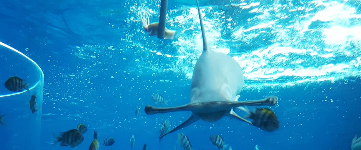At Shark Encounters in Adventure Cove, take the flight of stairs down to catch the shark feeding that occurs in specified intervals throughout the day. 
You're actually looking into the tank in SEA Aquarium! First class views without having to go into SEA.