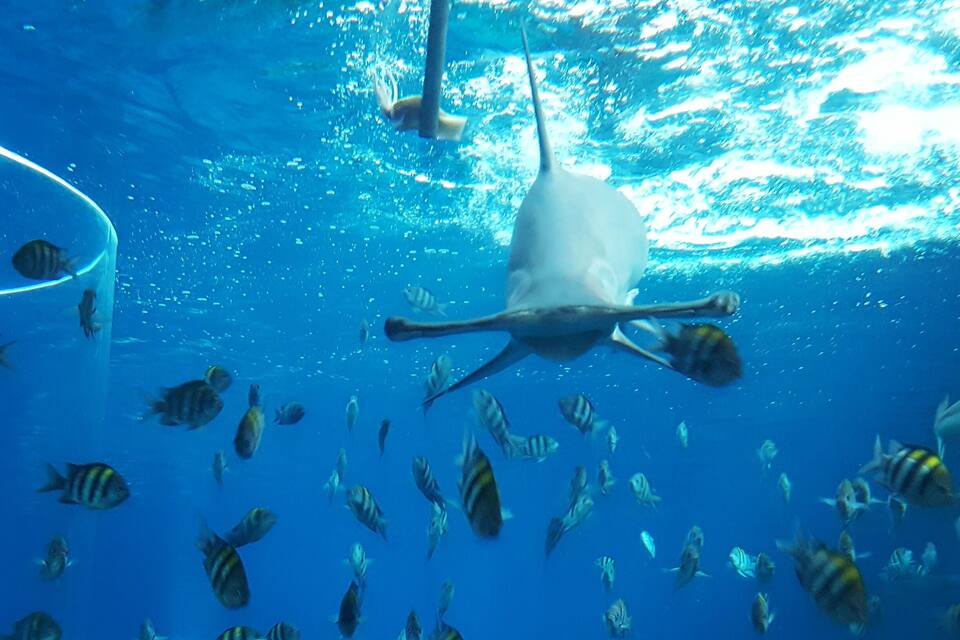 An underwater scene with a diver swimming among a school of fish.