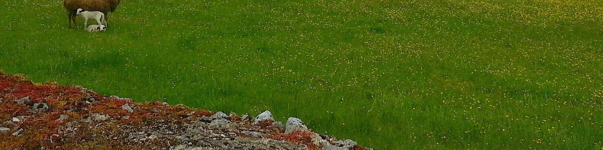 Paysage des Causses, vers Limogne-en-Quercy (46)