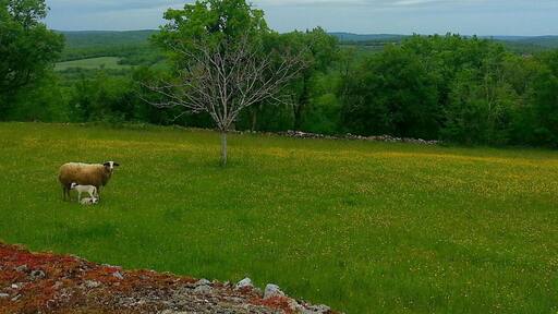 Paysage des Causses, vers Limogne-en-Quercy (46)
