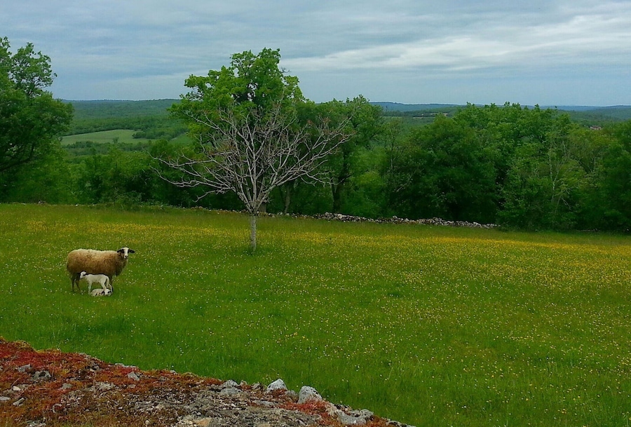 Un champ verdoyant avec un mouton et son agneau, un arbre et un mur de pierres en arrière-plan.