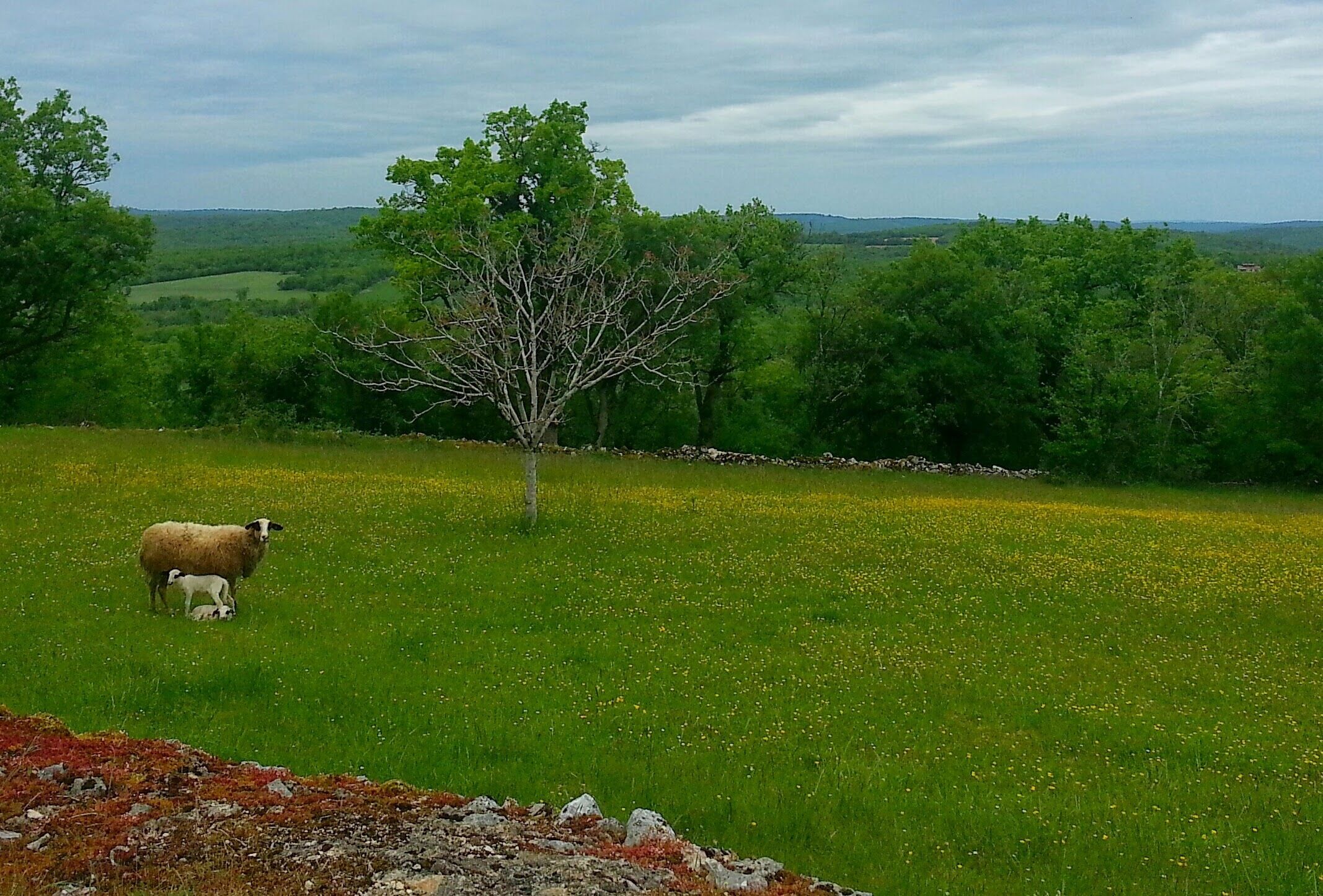 A grassy field with a sheep and its lamb, a tree, and a stone wall in the background.
