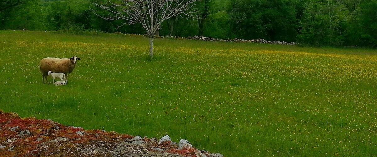 A grassy field with a sheep and its lamb, a tree, and a stone wall in the background.