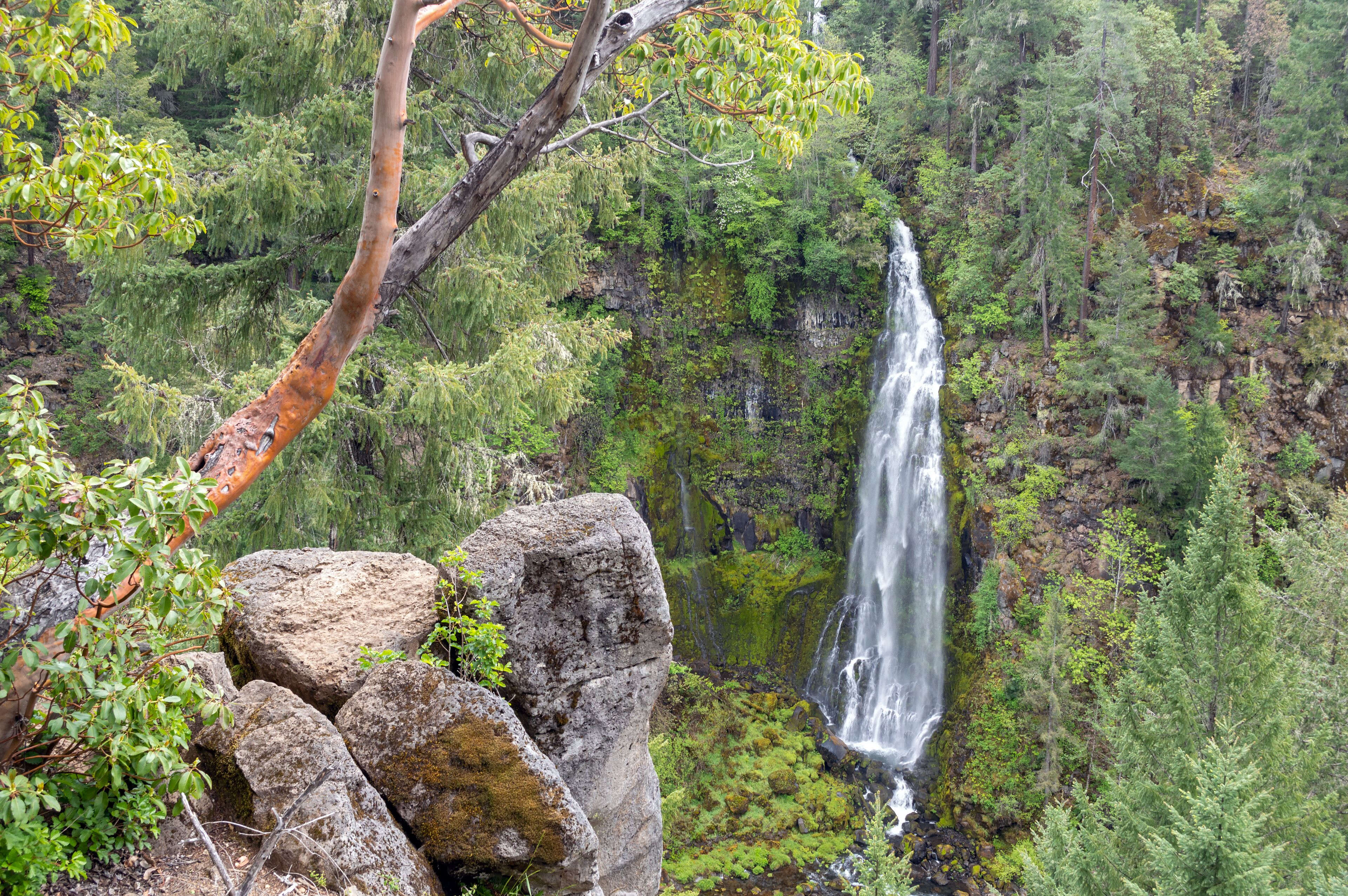 A Manzanita tree grows above Barr Creek Falls near Prospect, Oregon, USA