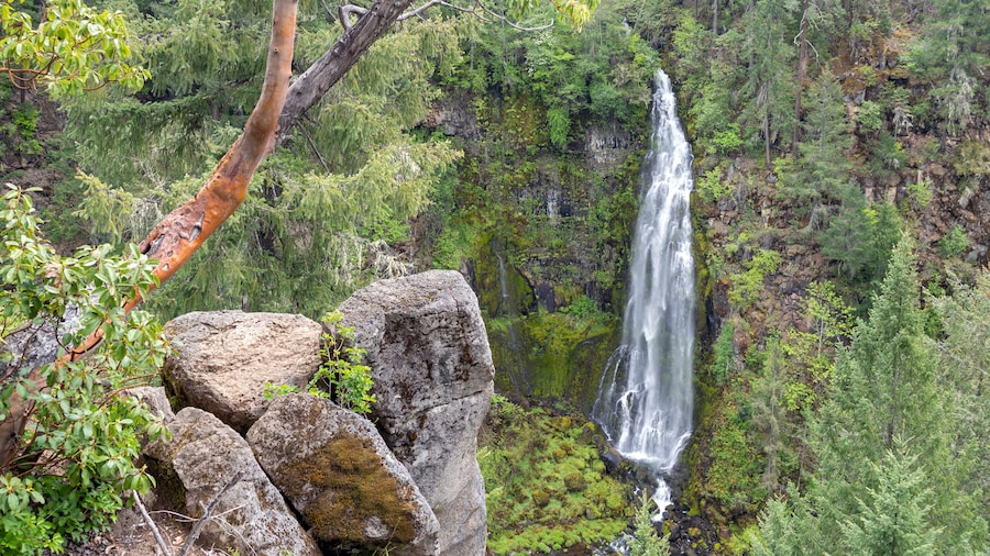 A Manzanita tree grows above Barr Creek Falls near Prospect, Oregon, USA