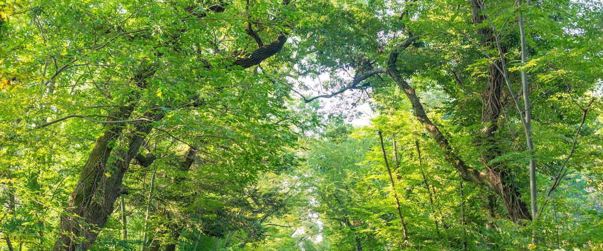 calm stream surrounded by trees with green leaves in tokyo, japan