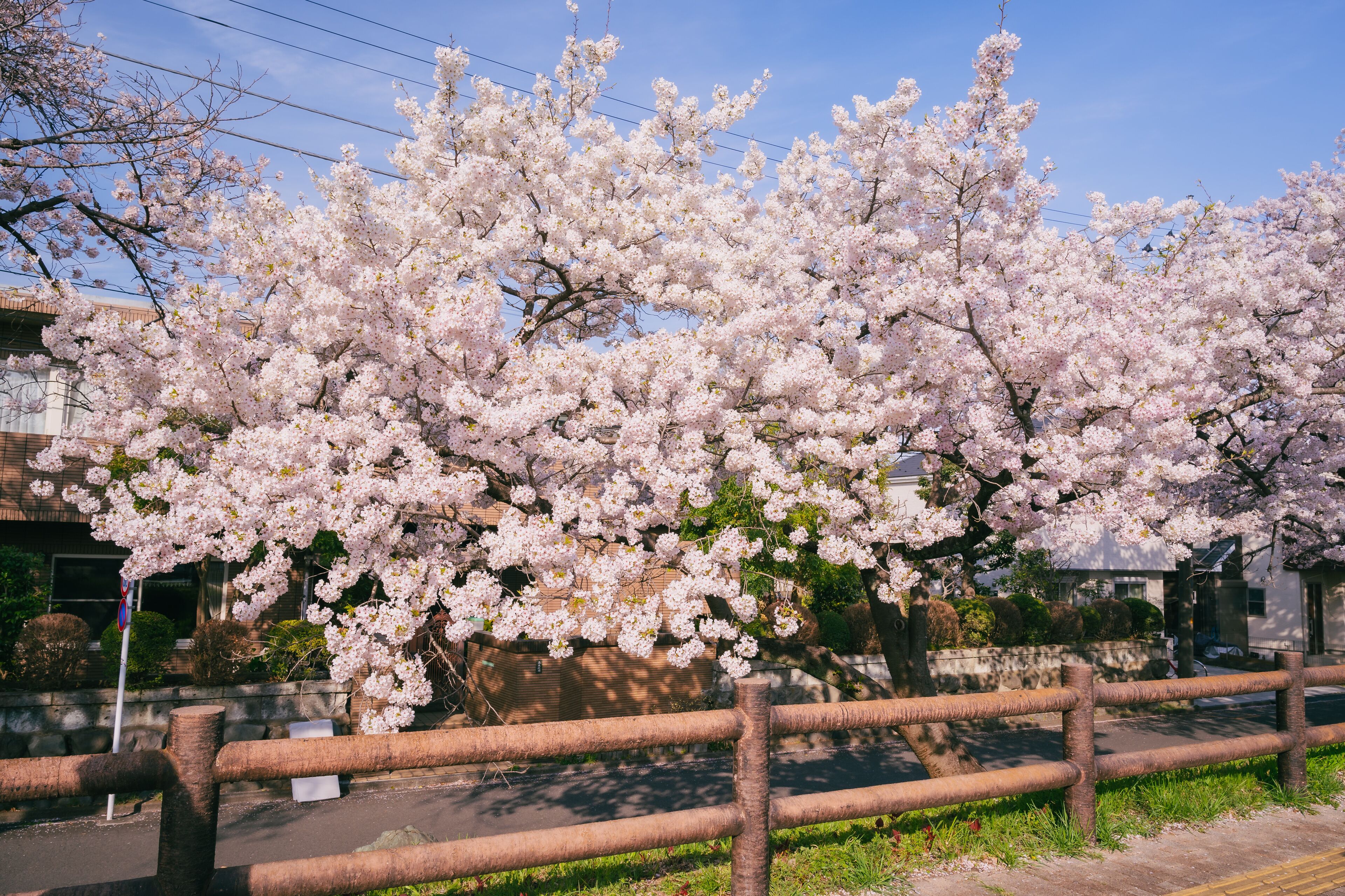 A cherry blossom tree in full bloom with a wooden fence in the foreground.