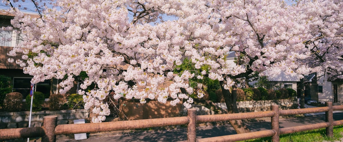 A cherry blossom tree in full bloom with a wooden fence in the foreground.