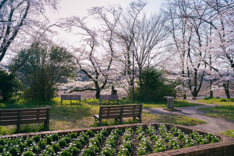 福生多摩川沿いの桜