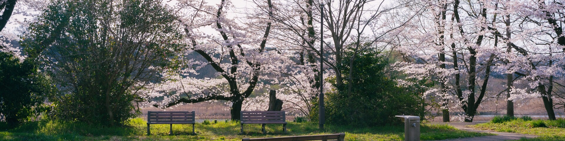 福生多摩川沿いの桜