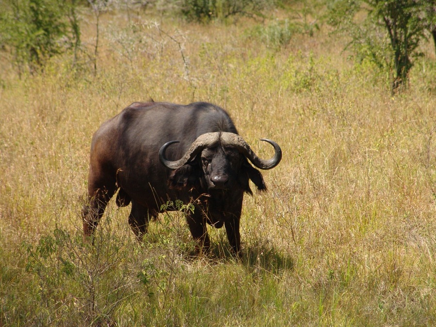 Bull!