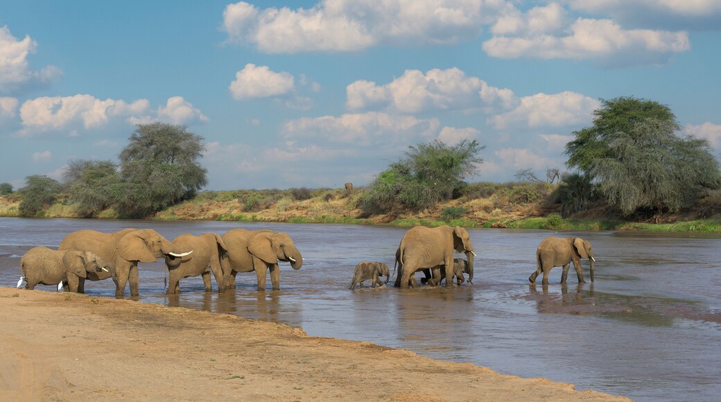 Herd of elephants crossing the Ewaso Nyiro River at Samburu National Reserve in Kenya