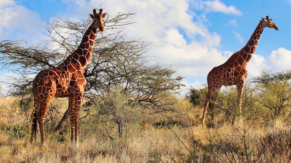 A pair of endangered Reticulated Giraffes,endemic to North Kenya on top of a hill, with bright blue skies in the heart of the Buffalo Springs Reserve in Samburu County, Kenya