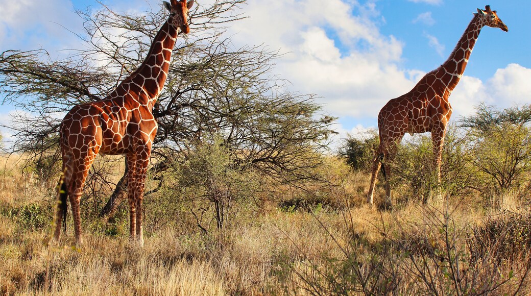 A pair of endangered Reticulated Giraffes,endemic to North Kenya on top of a hill, with bright blue skies in the heart of the Buffalo Springs Reserve in Samburu County, Kenya