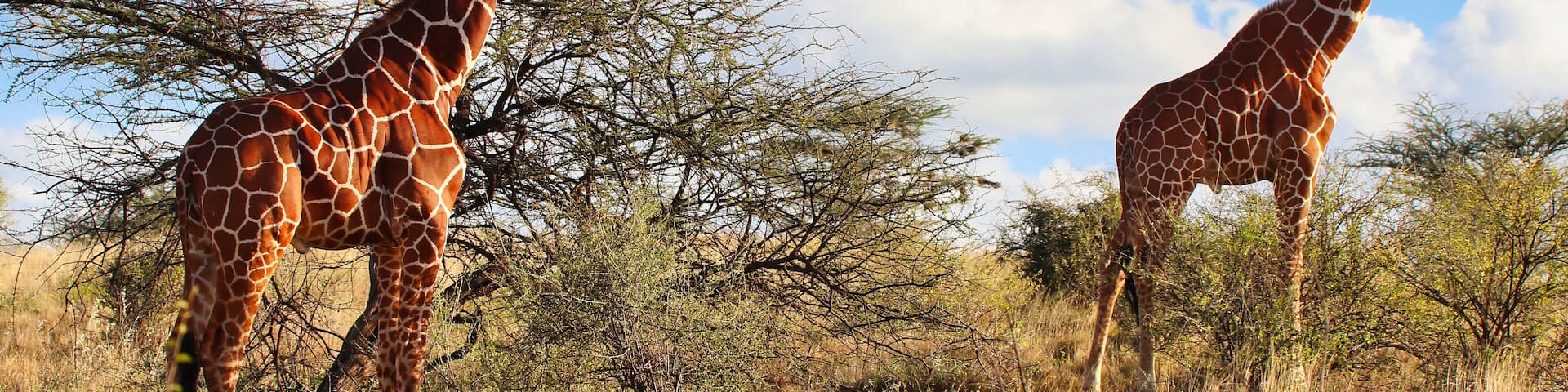 A pair of endangered Reticulated Giraffes,endemic to North Kenya on top of a hill, with bright blue skies in the heart of the Buffalo Springs Reserve in Samburu County, Kenya