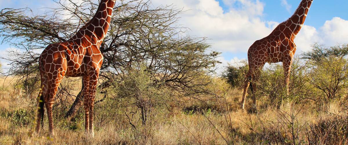 Two giraffes in a savanna with sparse trees and a clear sky.