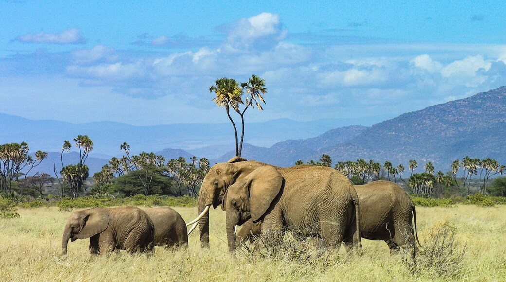 Family of elephants strolling through Samburu grasslands