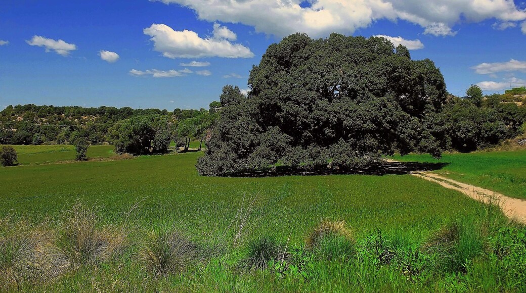 This is a a photo of a protected or outstanding tree in Catalonia, Spain, with id: