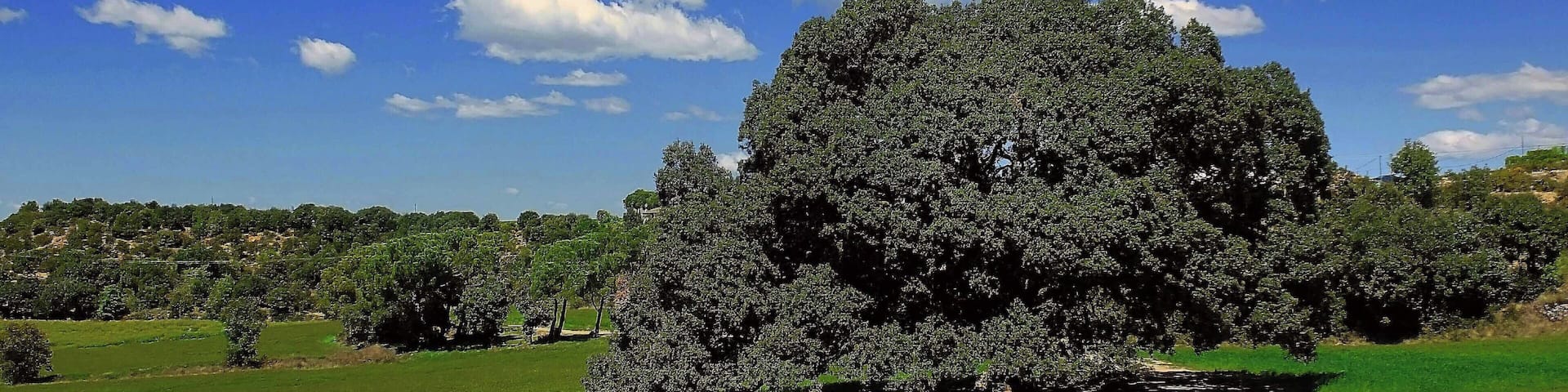 This is a a photo of a protected or outstanding tree in Catalonia, Spain, with id: