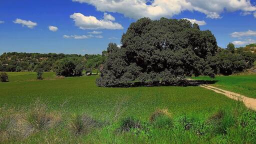 This is a a photo of a protected or outstanding tree in Catalonia, Spain, with id: