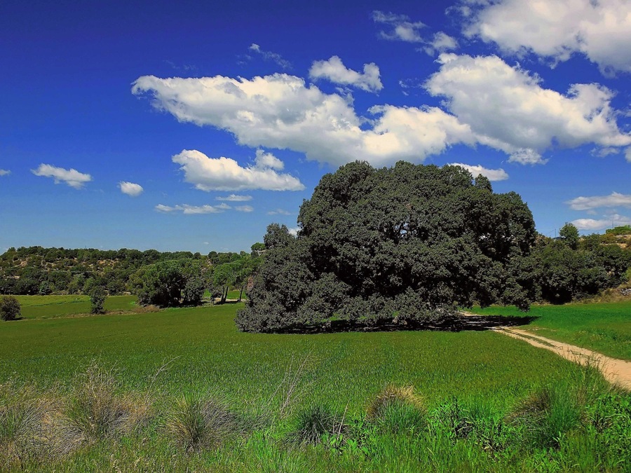 This is a a photo of a protected or outstanding tree in Catalonia, Spain, with id: