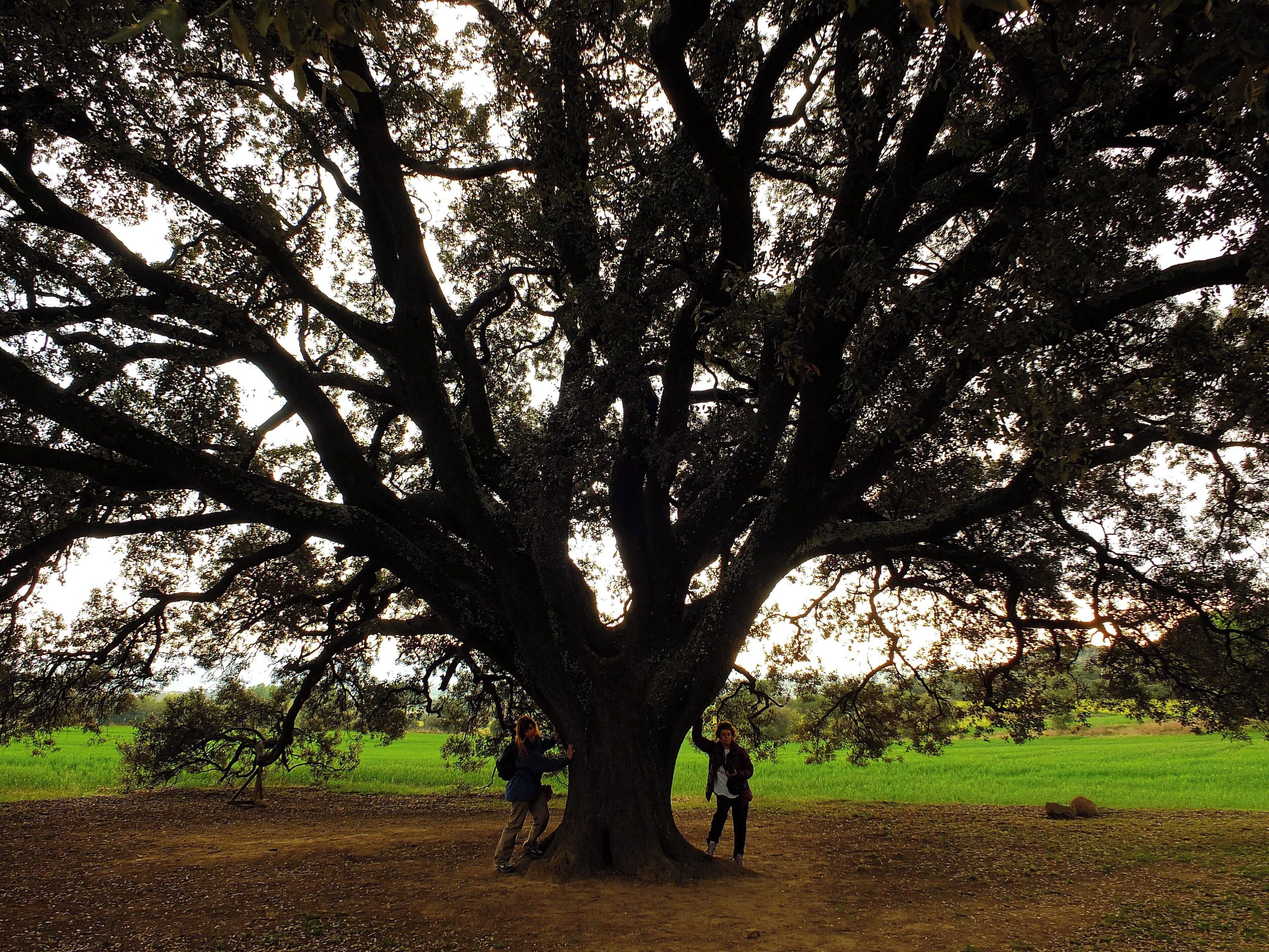 This is a a photo of a protected or outstanding tree in Catalonia, Spain, with id: