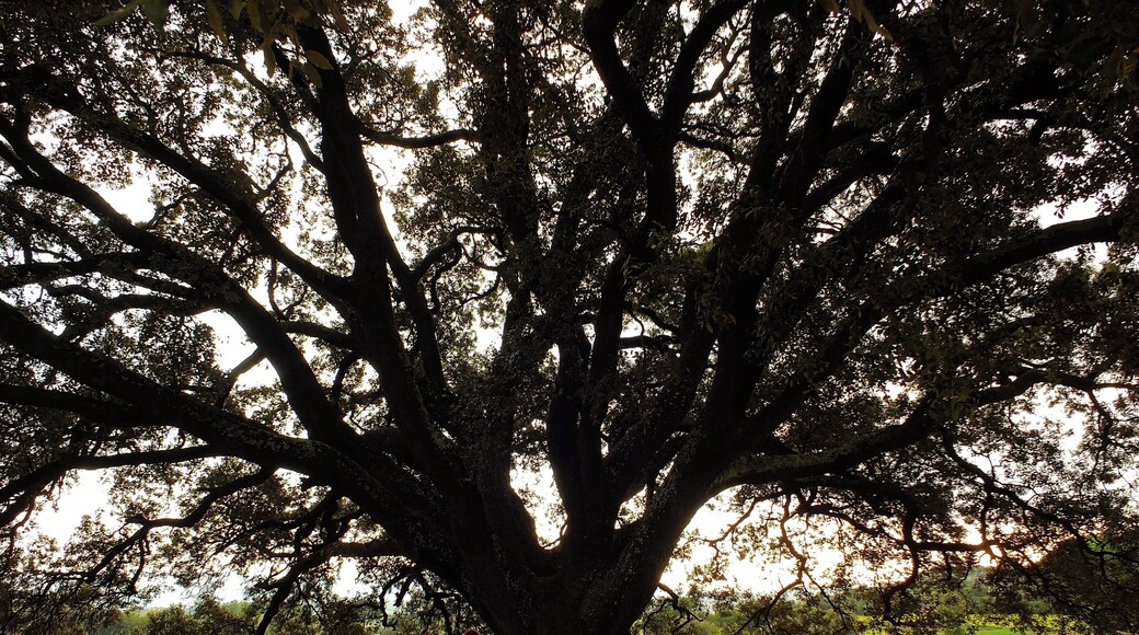 This is a a photo of a protected or outstanding tree in Catalonia, Spain, with id: