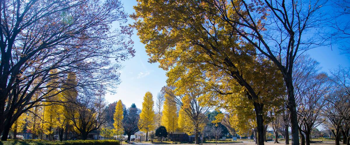 A yellow tall gingko tree at the public park in Tokyo in autumn