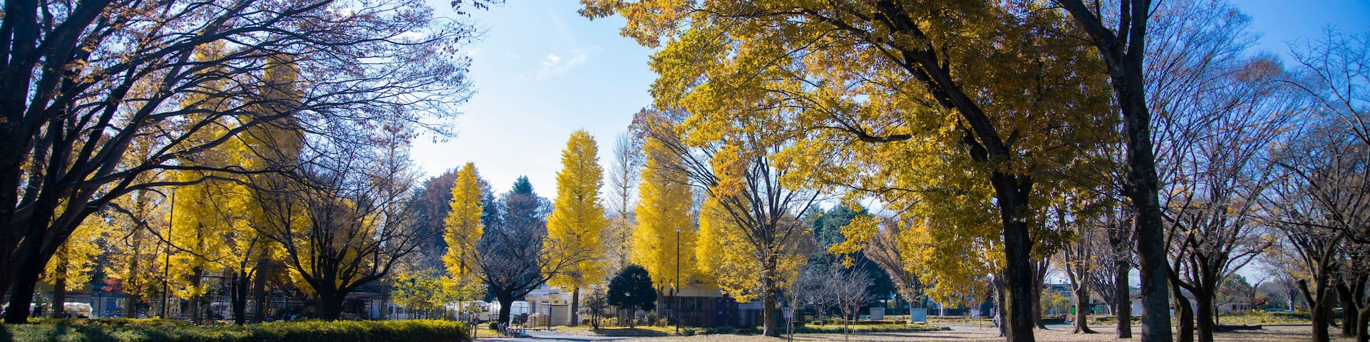 A yellow tall gingko tree at the public park in Tokyo in autumn