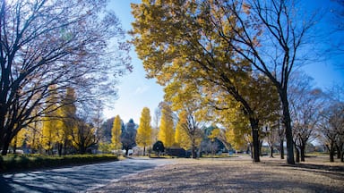 Um parque com árvores de outono, um caminho pavimentado e um céu claro.