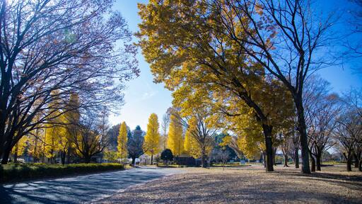 A yellow tall gingko tree at the public park in Tokyo in autumn