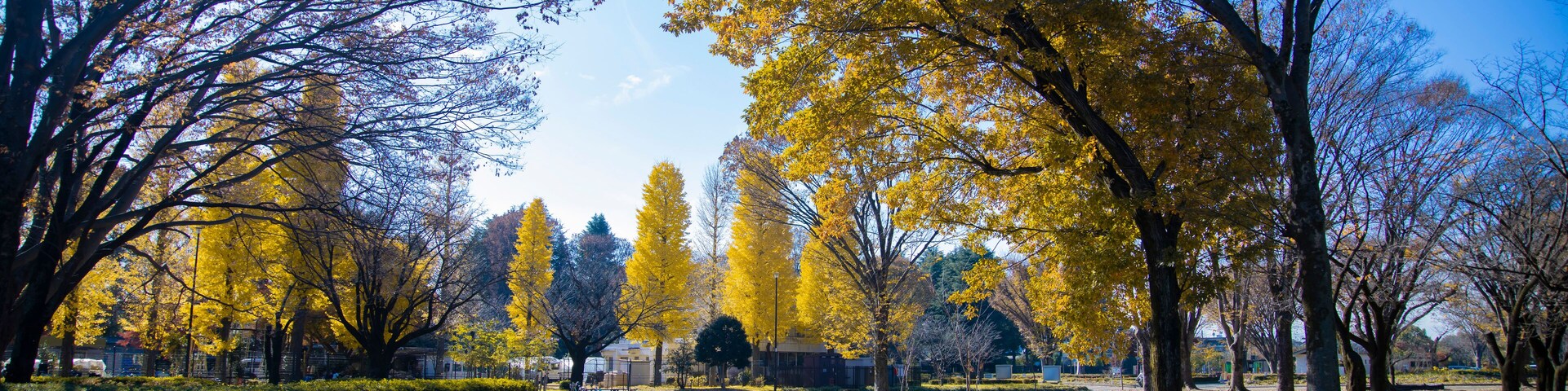 A yellow tall gingko tree at the public park in Tokyo in autumn