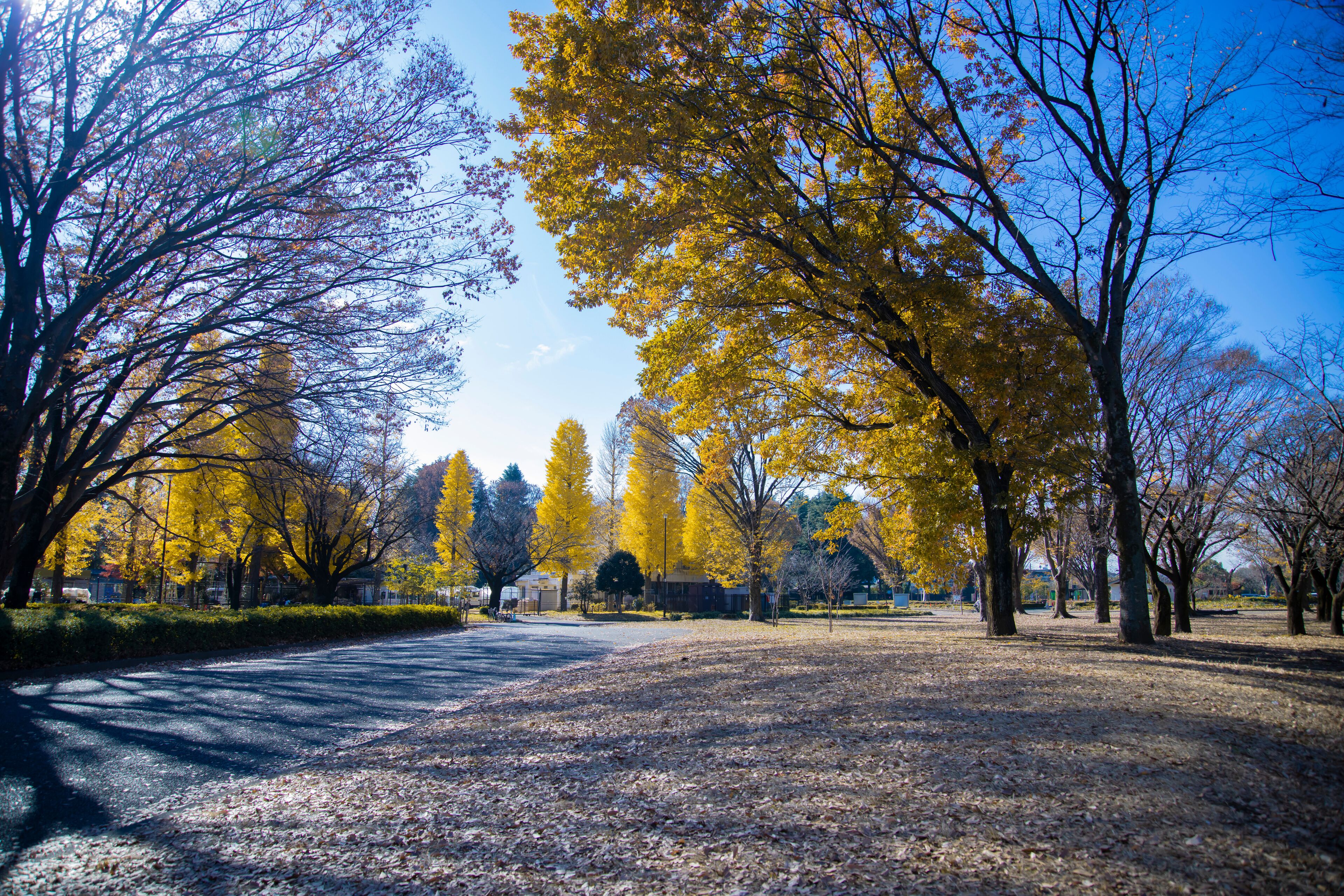 A park with autumn trees, a paved path, and a clear sky.