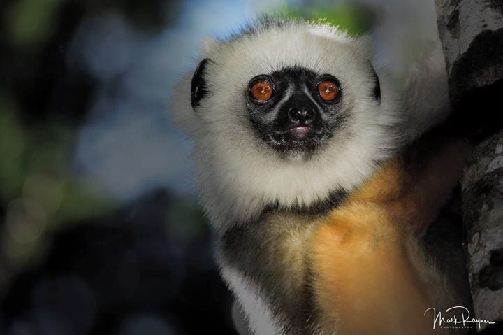 The Diademed Sifaka is  real cutie. On this sighting near Andasibe they were somewhat shy and staying almost out of reach in the rainforest canopy. A little fill flash along with a Magmod did the trick.