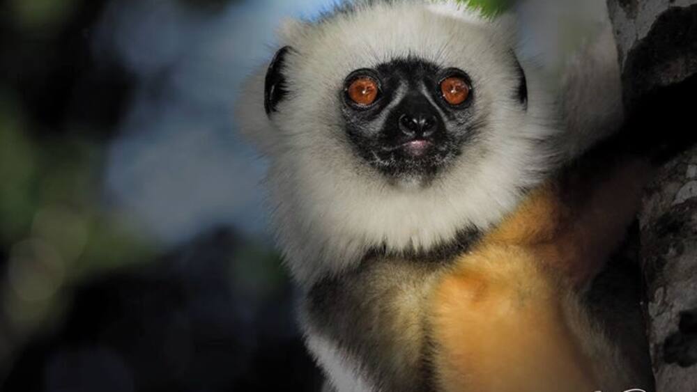 The Diademed Sifaka is real cutie. On this sighting near Andasibe they were somewhat shy and staying almost out of reach in the rainforest canopy. A little fill flash along with a Magmod did the trick.