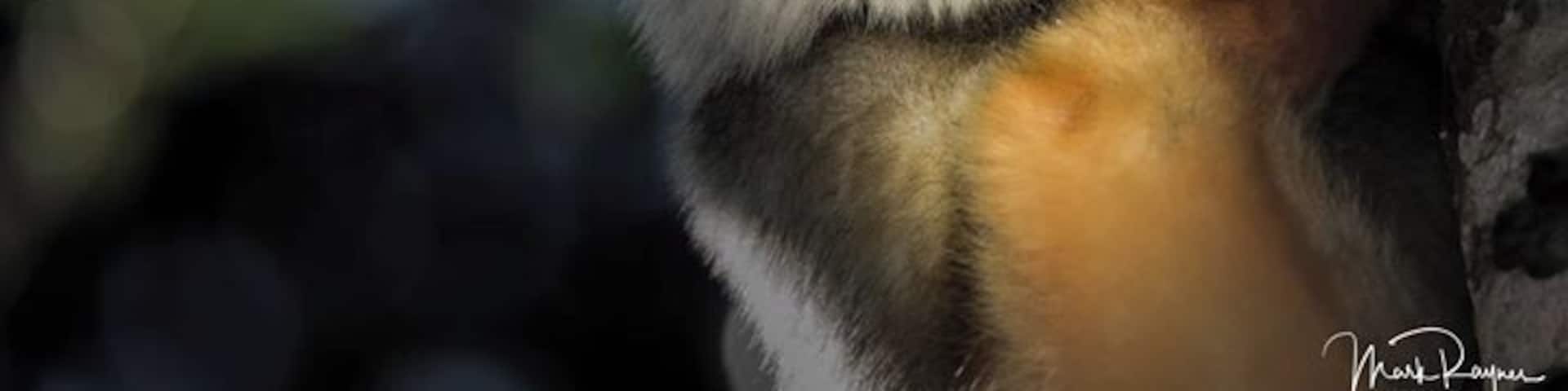 The Diademed Sifaka is real cutie. On this sighting near Andasibe they were somewhat shy and staying almost out of reach in the rainforest canopy. A little fill flash along with a Magmod did the trick.