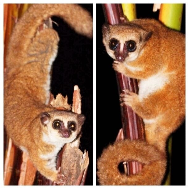Furry-eared dwarf lemur. Nocturnal and quite elusive. However, a local restaurant puts out a few bananas each night to draw them out. Becomes a bit of a circus, with all the flashes going off, but the lemurs are quick and agile and don't stick around long. Less than a foot long (25cm) not counting the tail.